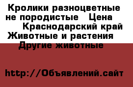 Кролики разноцветные не породистые › Цена ­ 800 - Краснодарский край Животные и растения » Другие животные   